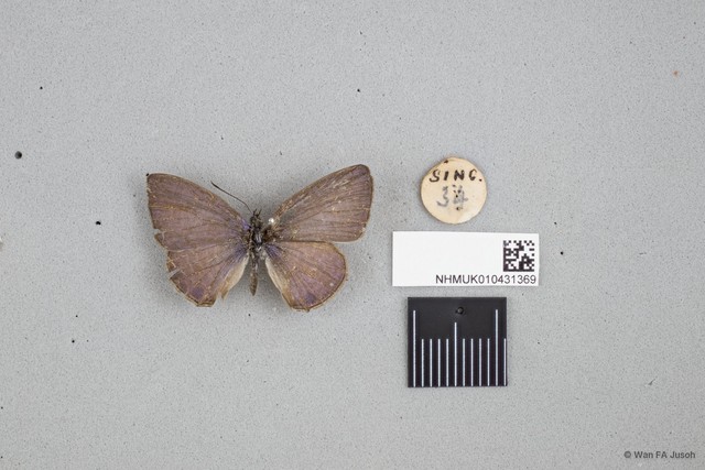 Nacaduba calauria malayica