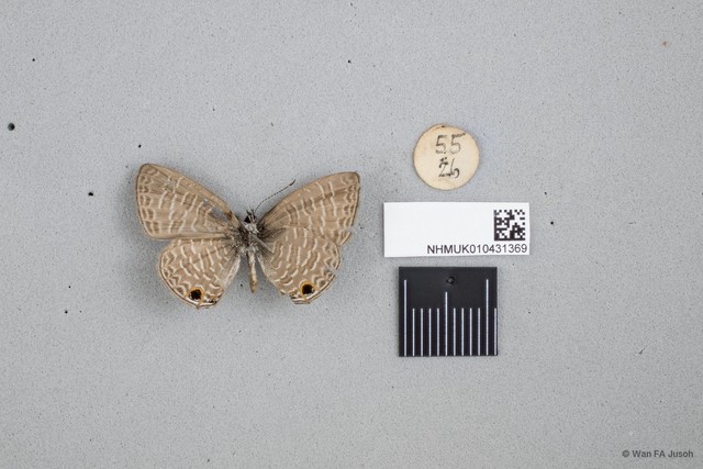 Nacaduba calauria malayica
