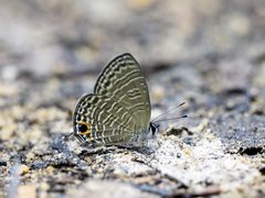 Nacaduba calauria malayica • © Gan Cheong Weei • CC BY-NC 4.0