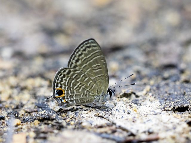 Nacaduba calauria malayica • © Gan Cheong Weei • CC BY-NC 4.0