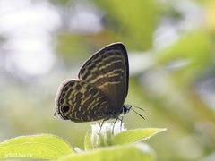 Nacaduba pactolus odon