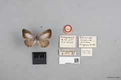 Nacaduba pavana singapura