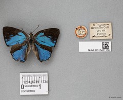 Poritia pleurata Hewitson, 1874