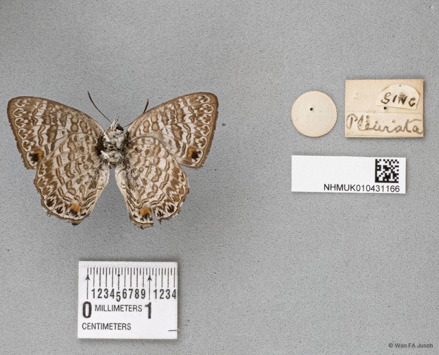 Poritia pleurata