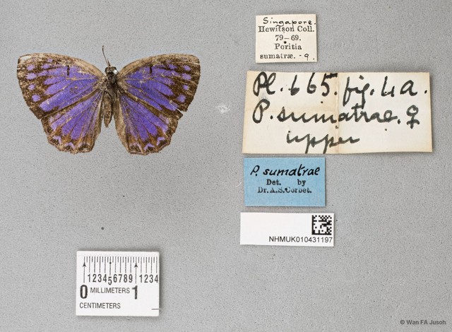 Poritia sumatrae
