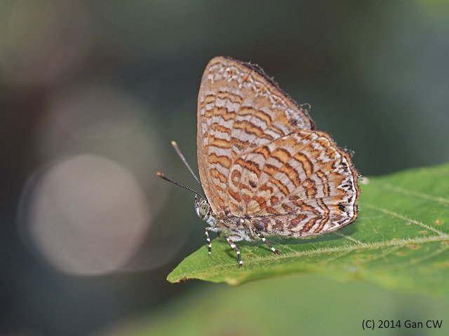 Poritia sumatrae • © Gan Cheong Weei • CC BY-NC 4.0