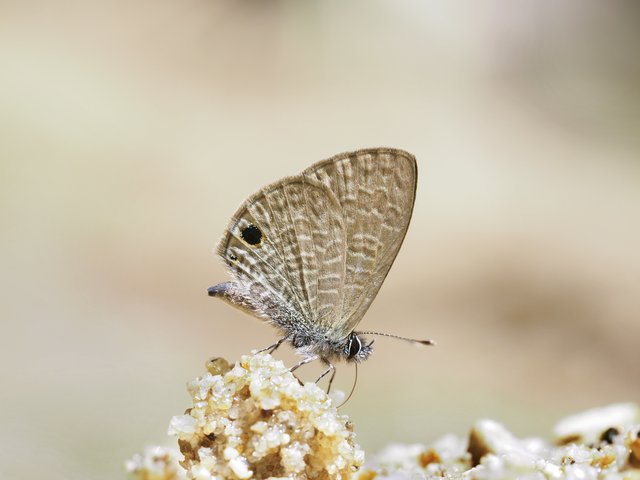 Prosotas dubiosa lumpura • © Gan Cheong Weei • CC BY-NC 4.0