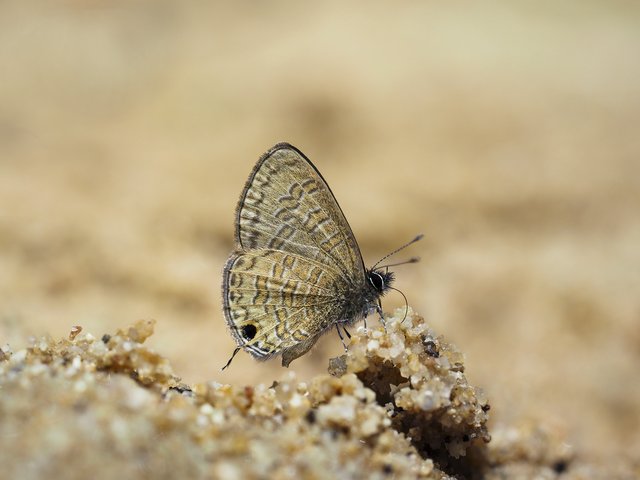 Prosotas nora superdates • © Gan Cheong Weei • CC BY-NC 4.0