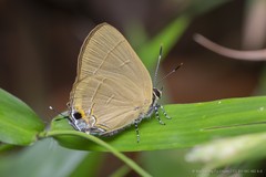 Rapala dieneces dieneces • © Marcus Ng Fu Chuan • CC BY-NC-ND 4.0