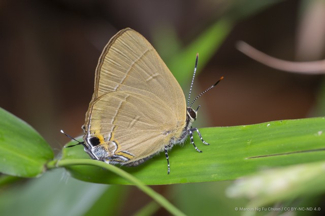 Rapala dieneces dieneces • © Marcus Ng Fu Chuan • CC BY-NC-ND 4.0