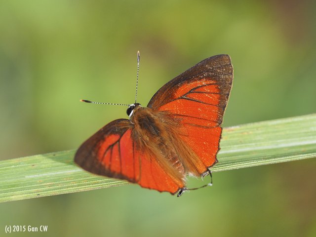 Rapala iarbus iarbus • © Gan Cheong Weei • CC BY-NC 4.0