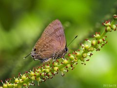 Rapala varuna
