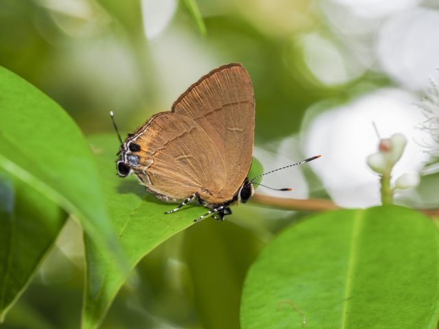 Rapala suffusa • © Gan Cheong Weei • CC BY-NC 4.0