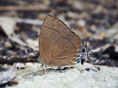 Remelana jangala travana