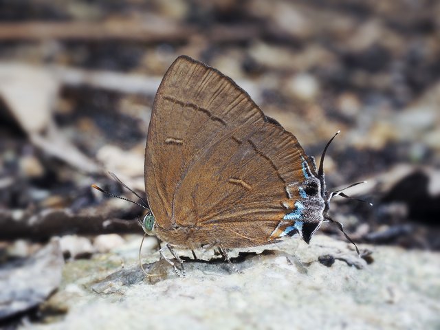 Remelana jangala travana • © Gan Cheong Weei • CC BY-NC 4.0