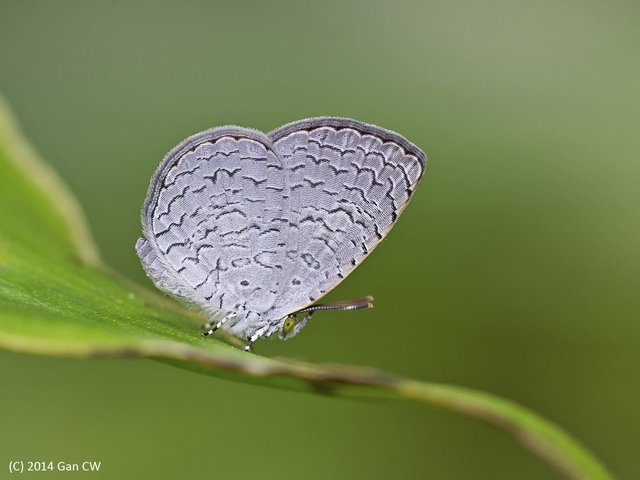 Spalgis epius epius • © Gan Cheong Weei • CC BY-NC 4.0