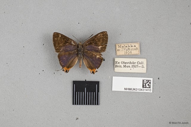 Spindasis lohita senama
