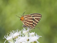 Spindasis lohita senama