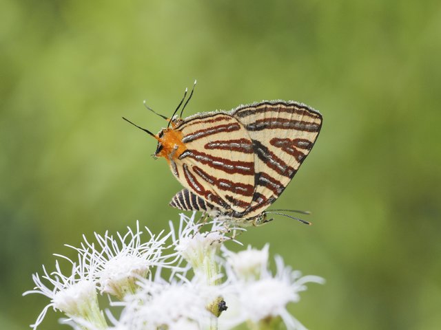 Spindasis lohita senama • © Gan Cheong Weei • CC BY-NC 4.0