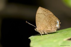 Surendra vivarna amisena