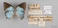 Tajuria mantra mantra