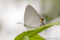 Tajuria cippus maxentius