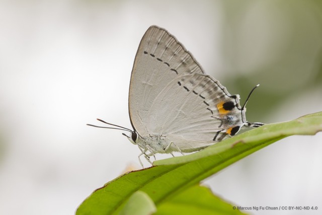 Tajuria cippus maxentius • © Marcus Ng Fu Chuan • CC BY-NC-ND 4.0