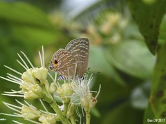 Virachola kessuma deliochus