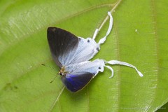 Zeltus amasa maximinianus
