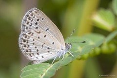 Zizeeria maha