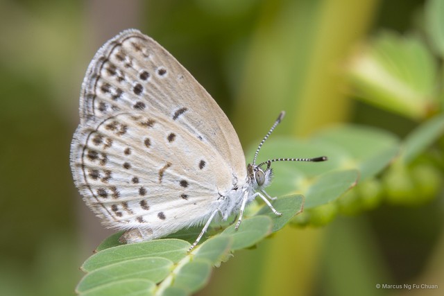 Zizeeria maha • © Marcus Ng Fu Chuan • All Rights Reserved