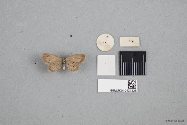 Zizina otis subsp. "cf. otis"