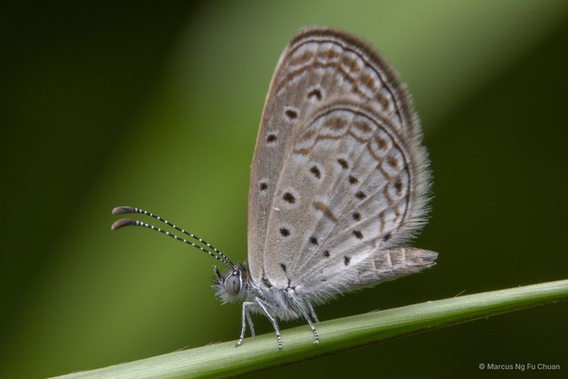 Zizula hylax pygmaea • © Marcus Ng Fu Chuan • All Rights Reserved