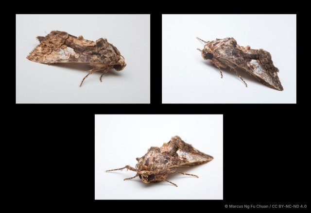 Aedia leucomelas • © Marcus Ng Fu Chuan • CC BY-NC-ND 4.0