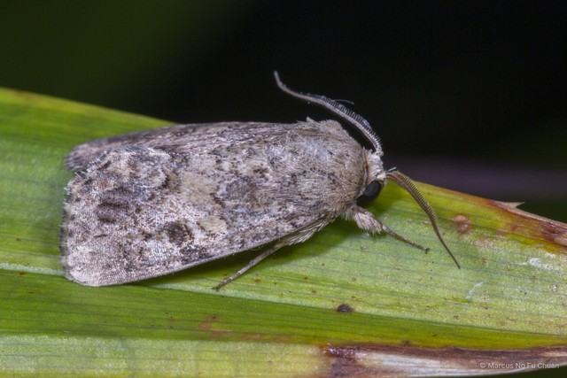 Agrotis segetum • © Marcus Ng Fu Chuan • All Rights Reserved