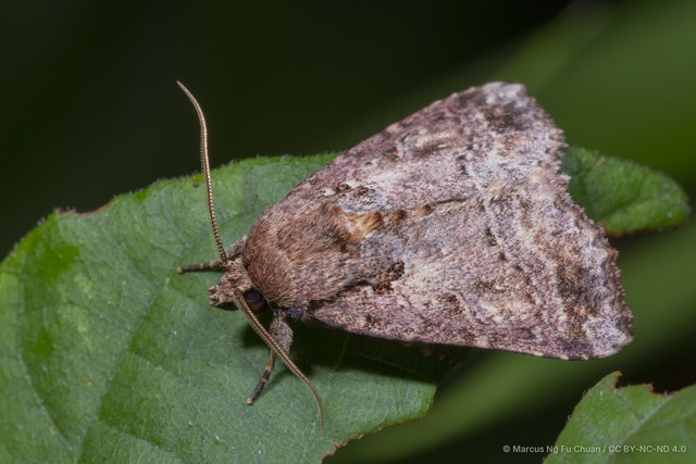 Callopistria emiliusalis • © Marcus Ng Fu Chuan • CC BY-NC-ND 4.0