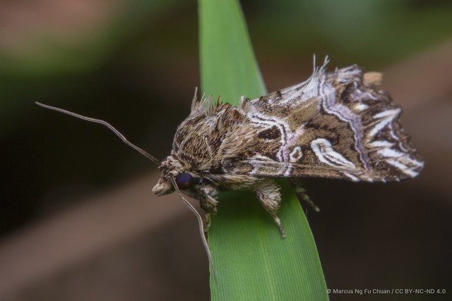 Callopistria exotica • © Marcus Ng Fu Chuan • CC BY-NC-ND 4.0