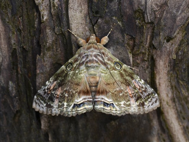 Cyclodes omma • © Gan Cheong Weei • CC BY-NC 4.0
