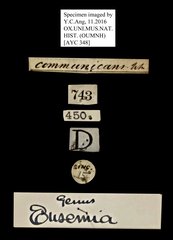Episteme vetula • All Rights Reserved Museum Label