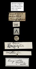 Longicella mollis • All Rights Reserved Museum Label