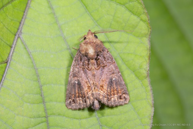 Mosara apicalis • © Marcus Ng Fu Chuan • CC BY-NC-ND 4.0