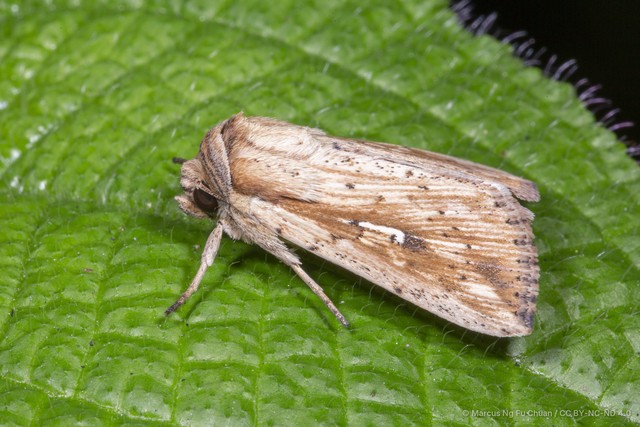 Mythimna (Hyphilare) decisissima • © Marcus Ng Fu Chuan • CC BY-NC-ND 4.0