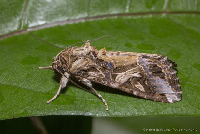 Spodoptera litura • © Marcus Ng Fu Chuan • CC BY-NC-ND 4.0