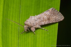 Spodoptera pecten • © Marcus Ng Fu Chuan • CC BY-NC-ND 4.0