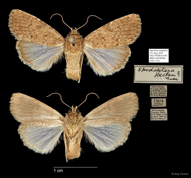 Spodoptera pecten