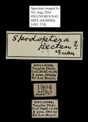 Spodoptera pecten • All Rights Reserved Museum Label