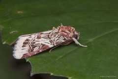 Spodoptera picta