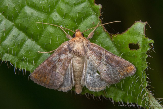 Zonoplusia ochreata • © Marcus Ng Fu Chuan • CC BY-NC-ND 4.0