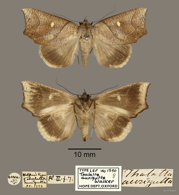 Pterogonia aurigutta • © OUMNH • All Rights Reserved