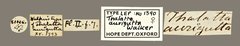 Pterogonia aurigutta • All Rights Reserved Museum Label